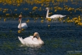 076_Biebrza - kwiecien 2011